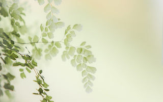 Huidverbetering...? Planten !