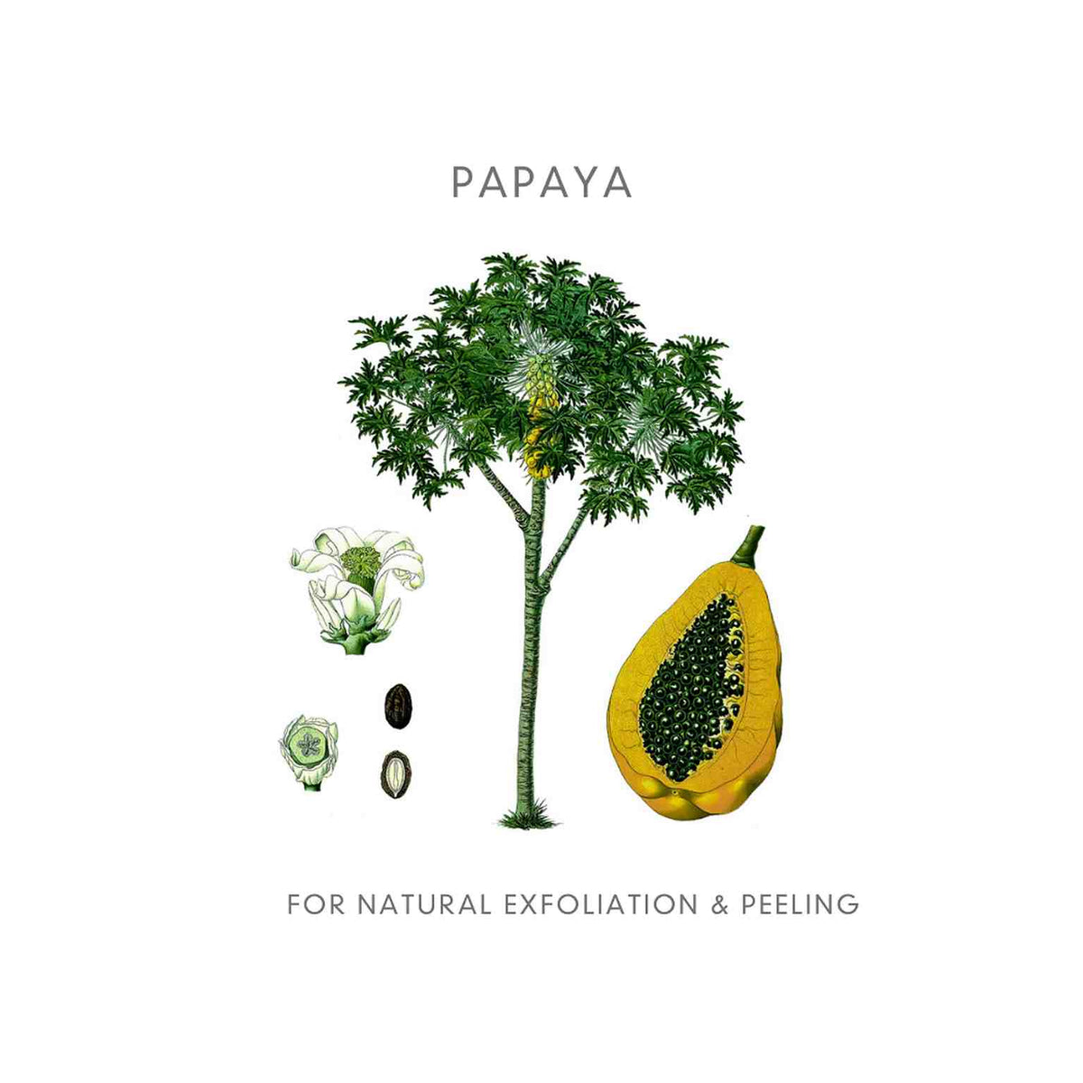 Abloom Enzym Peeling - het alternatief voor een scrub of chemische peeling - Papaya