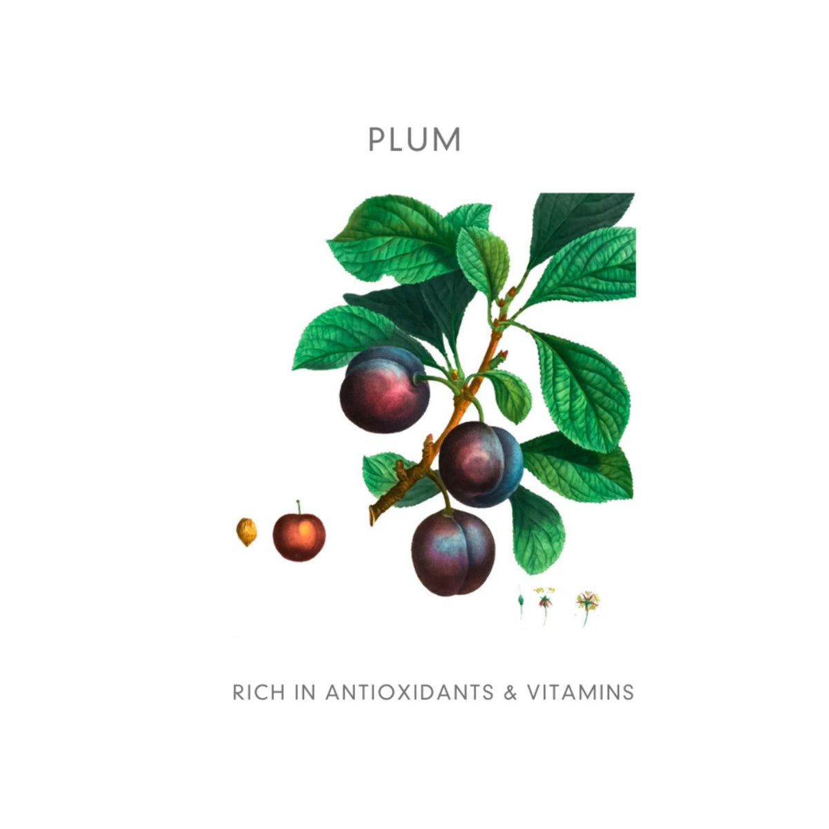 Abloom Enzym Peeling - het alternatief voor een scrub of chemische peeling - Pruim