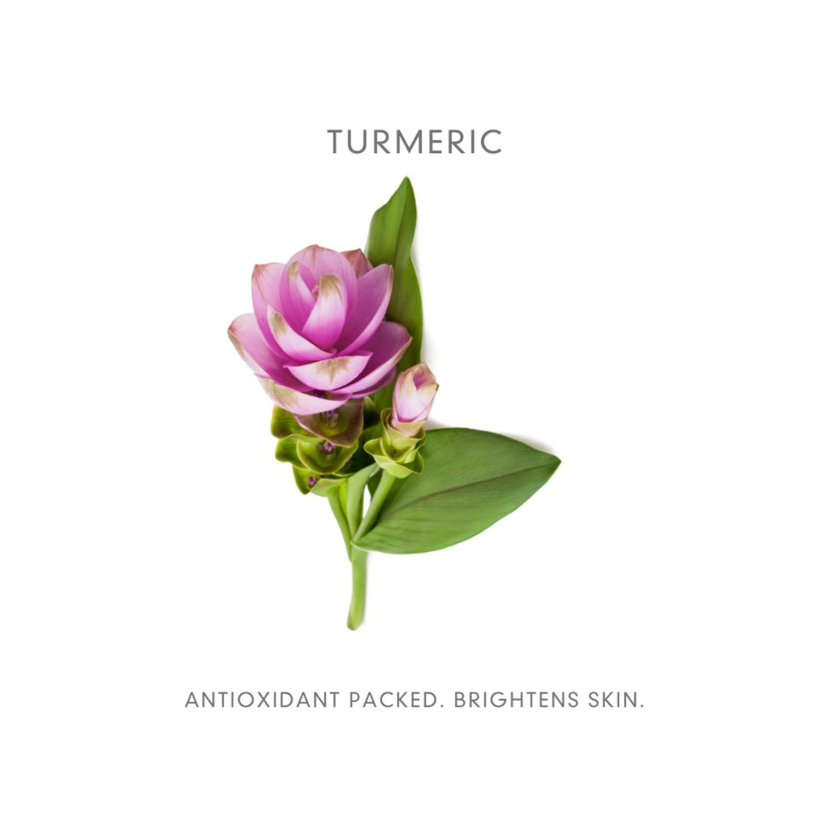 Abloom Miracle Oil - ingredienten -Turmeric- Curcuma -Anti oxidant